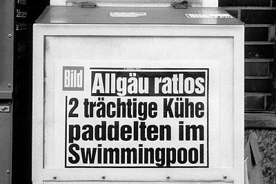 Bild München: Allgäu ratlos - 2 trächtige Kühe paddelten im Swimmingpool